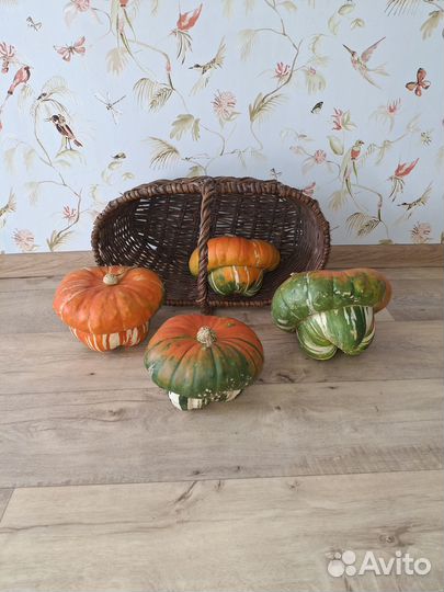 Тыквы декоративные