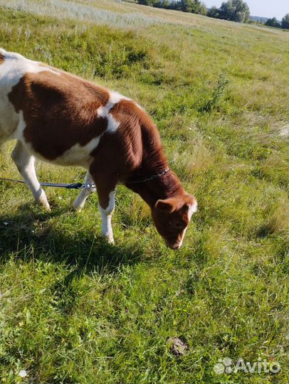 Коровы и телки