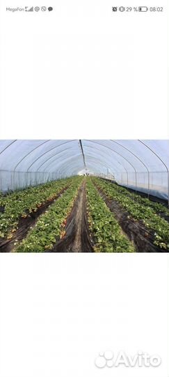 Работник на клубничную ферму