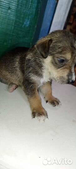 Щенки от лайки