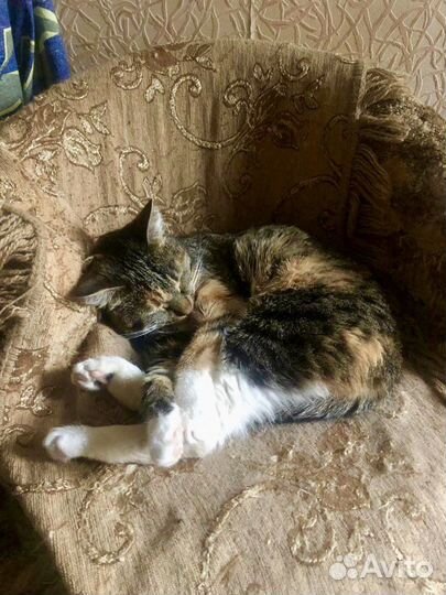 Кошка для частного дома