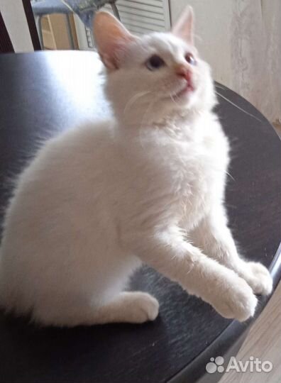 Сибирские котята