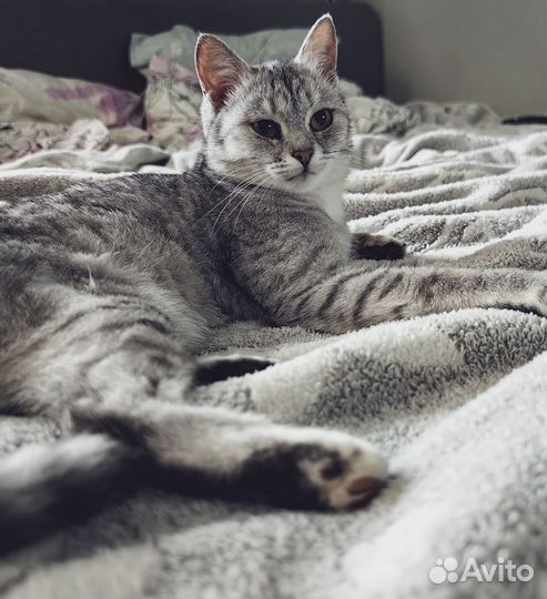 Кошка в дар