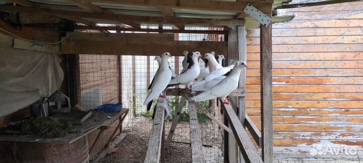 Голуби бойные, багинцы, сороки хохлые и др