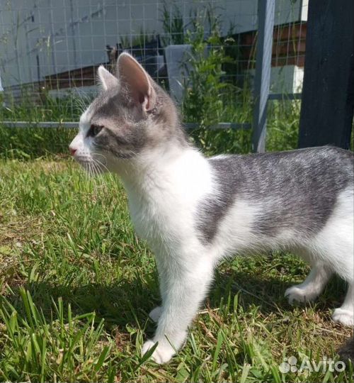 Малышка в поисках дома