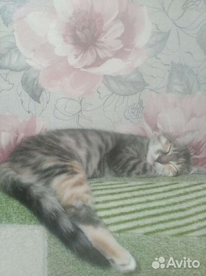 Котята ищут дом
