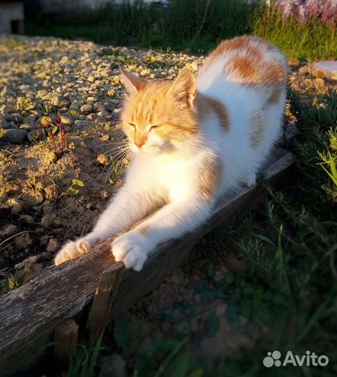 Кошка в дар бесплатно