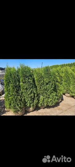 Туя колумна