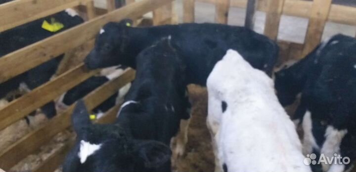 Отборные бычки и телки 1 2 месяца