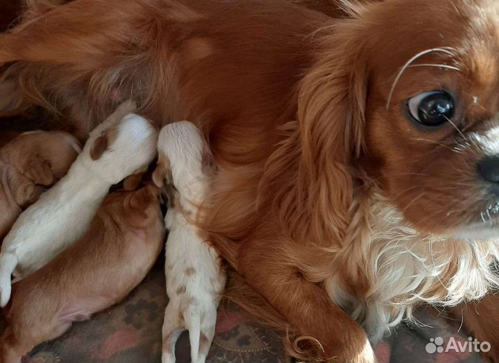 Щенки Cavalier King