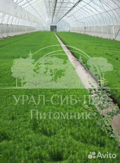 Сеянцы на лесовосстановление Ель Голубая зкс