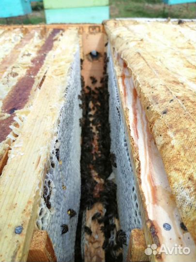 Крымский Свежий Мёд, Акация Новый Урожай 2023