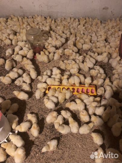 Гранилированный корм для с/х птицы