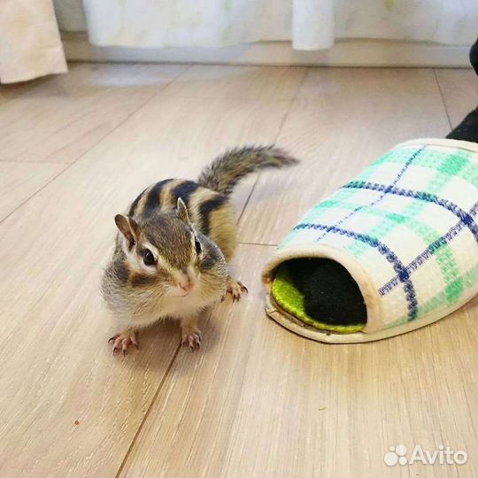 Бурундучки экзотическое животное