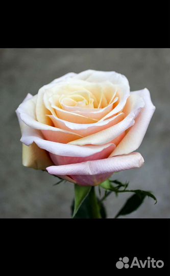 Кустовые розы