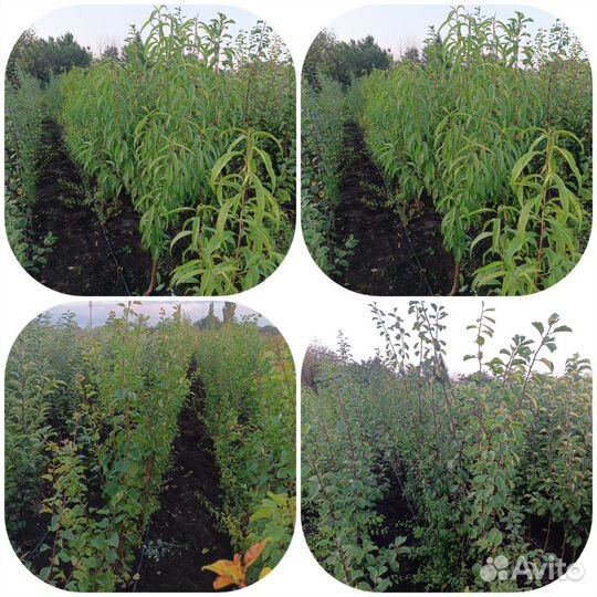 Плодово- ягодные, декоративные культуры