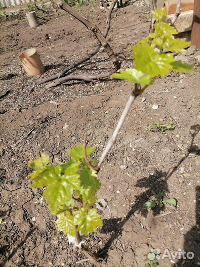 Саженцы винограда Юлиан