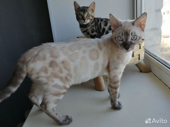 Бенгальские котята