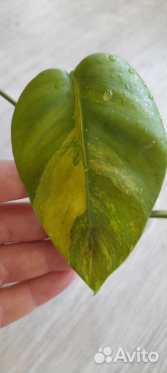 Монстера вариегатная желтая