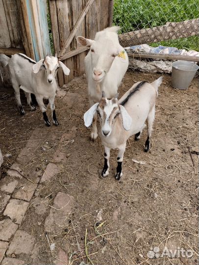 Коза дойная молочная