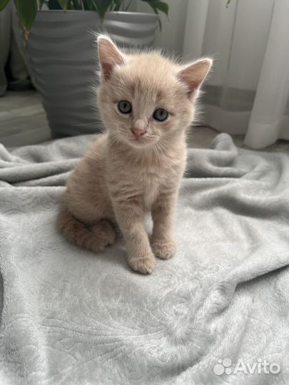 Котятки в добрые руки