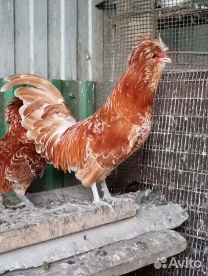 Петухи падуанов