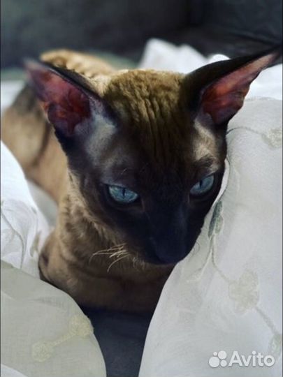 Корниш рекс вязка