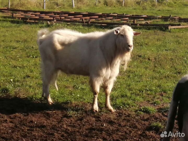 Козел зааненский