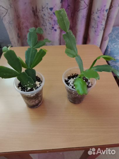 Сортовые декабристы