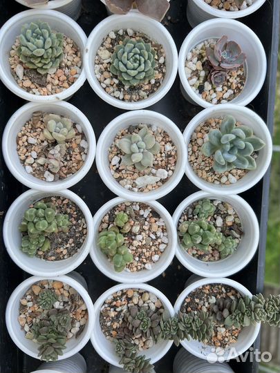 Суккуленты, грунт