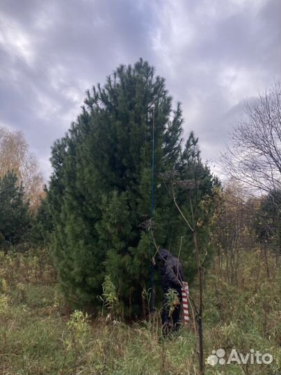 Саженцы кедра, сосны кедровой