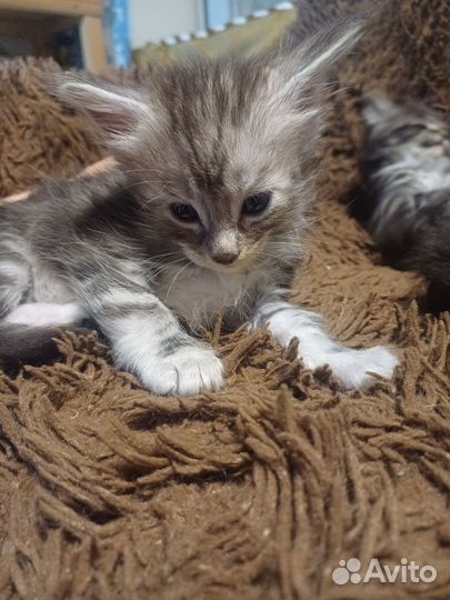 Котята мейн-кун