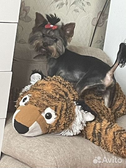 Йоркширский терьер мини Вязка