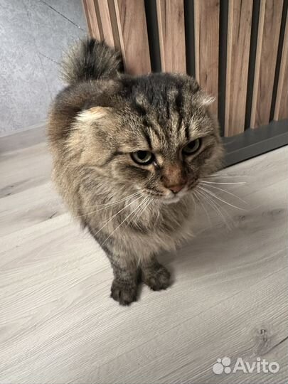 Кот в добрые руки