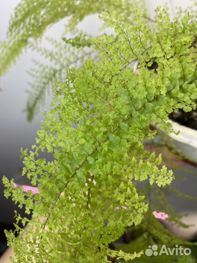 Папоротники домашние деленки