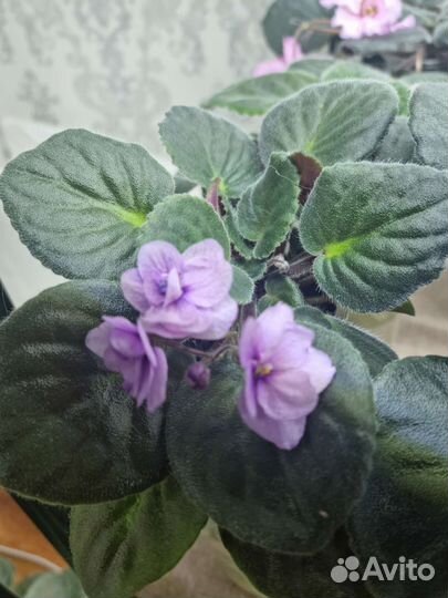 Фиалка цветущая