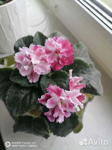 Фиалка цветущая в горшке