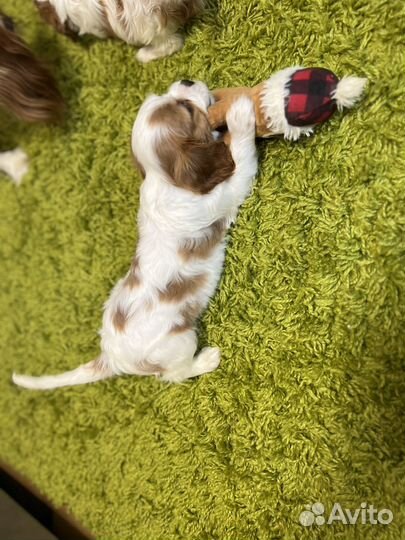 Кавалер Кинг чарльз спаниель