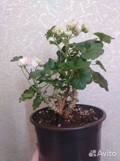 Пеларгония Юв Рапунцель