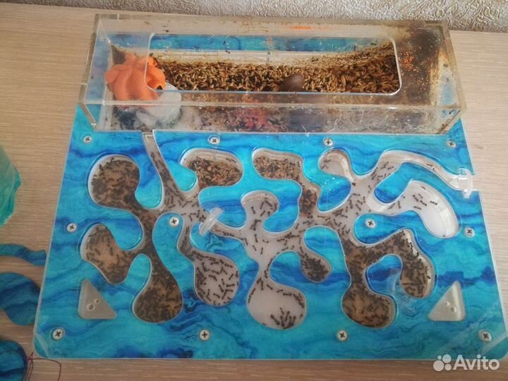 Муравьиная ферма Ant Planet