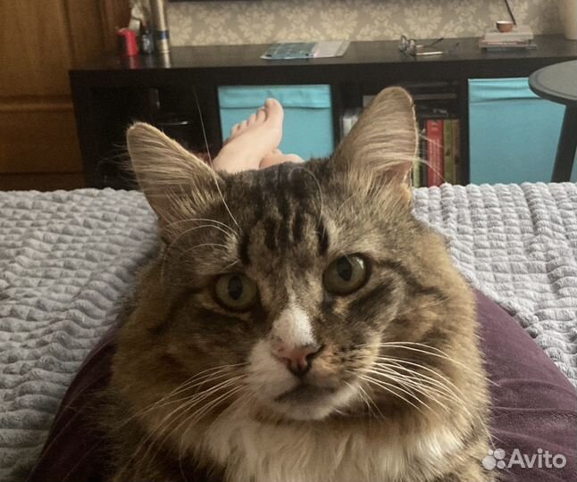 Чудесный котик 2 года в добрые руки