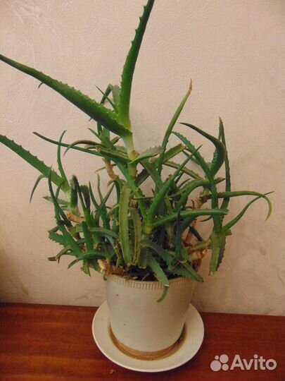 Пион уклоняющийся(Марьин корень)