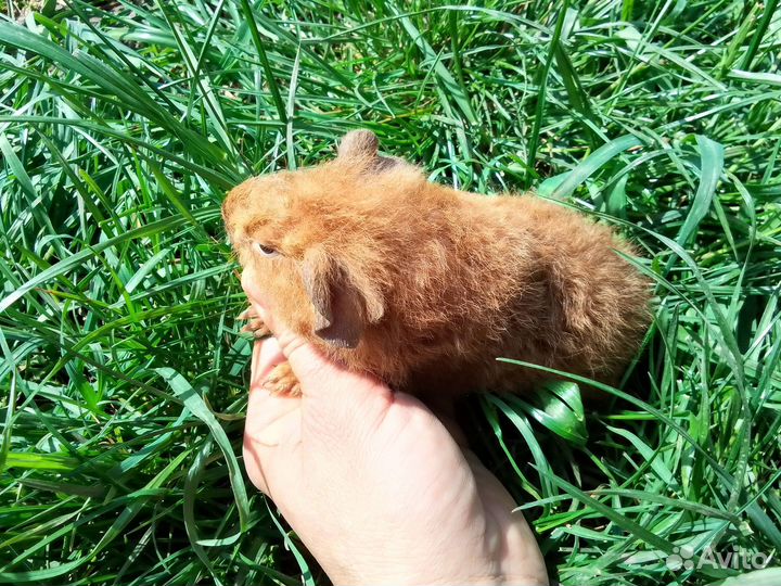 Морская свинка американский тедди