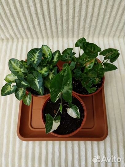 Сингониумы