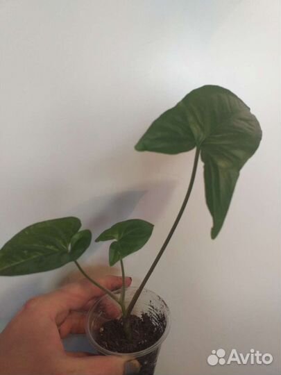 Цветы для дома и офиса (обмен)