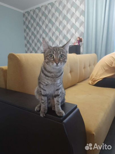 Кошечка 7 мес