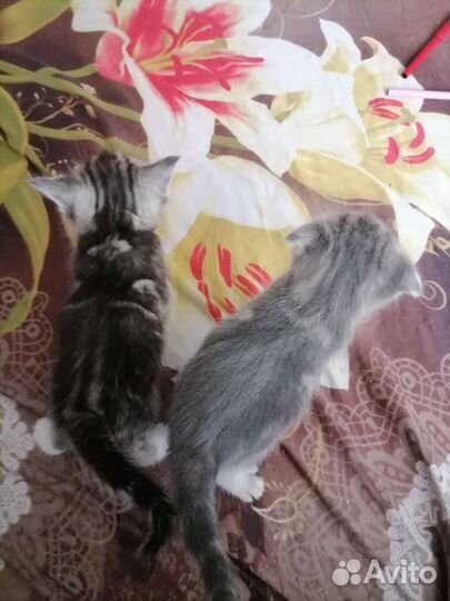 Шотландские котята
