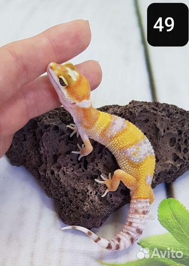 Эублефар. Леопардовый геккон