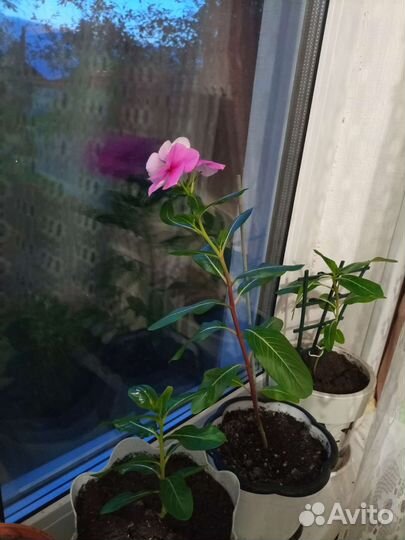 Катарантус