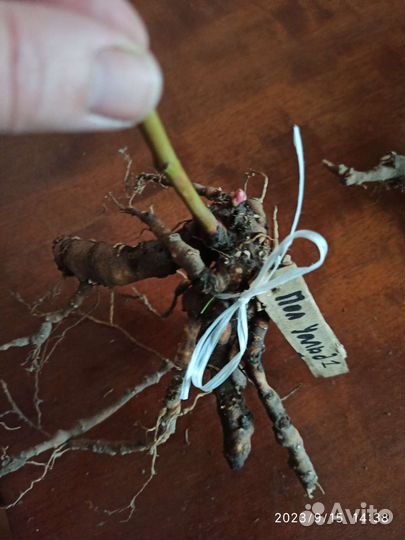 Пион Поль Уайт